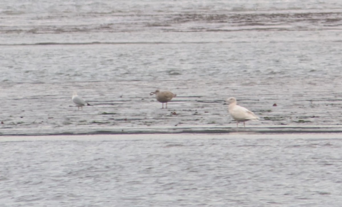 Glaucous Gull - ML646022687