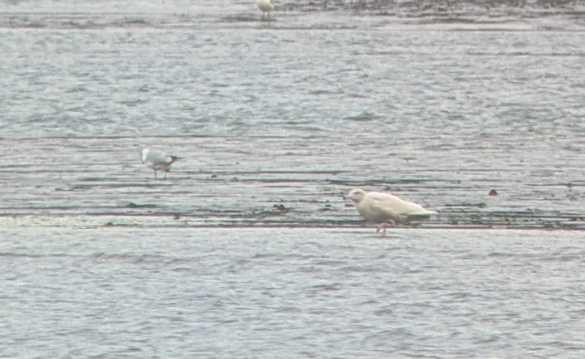 Glaucous Gull - ML646022688