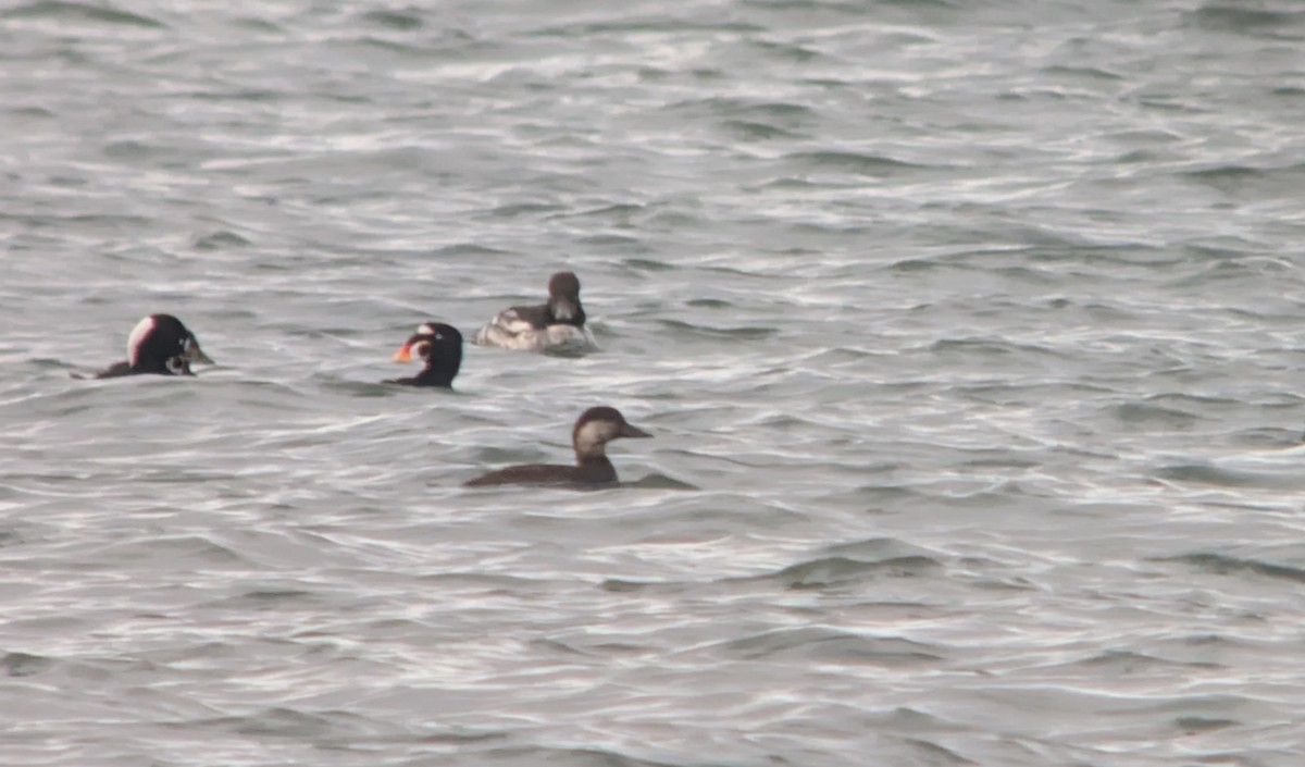 turpan žlutozobý - ML646022693