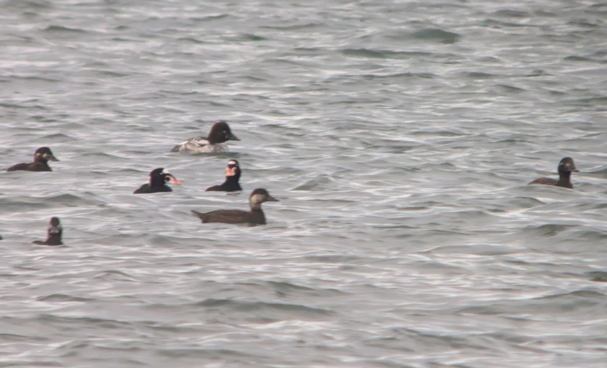 turpan žlutozobý - ML646022694