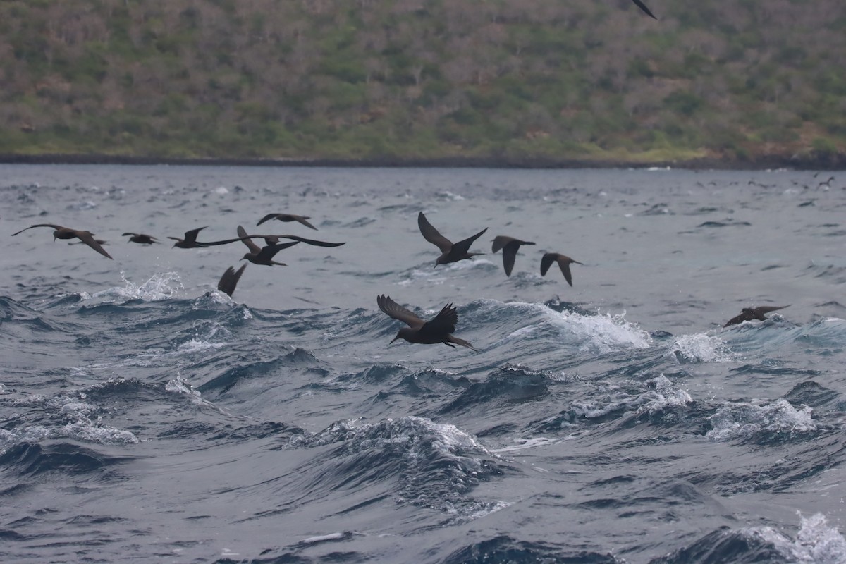 brunnoddy - ML646022700