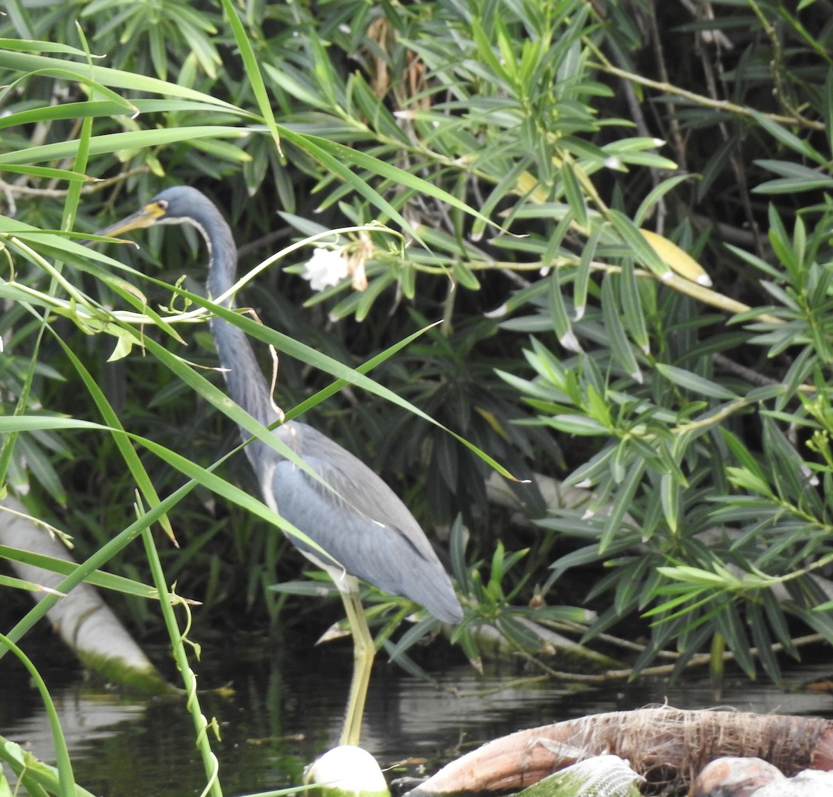 Tricolored Heron - ML646022702