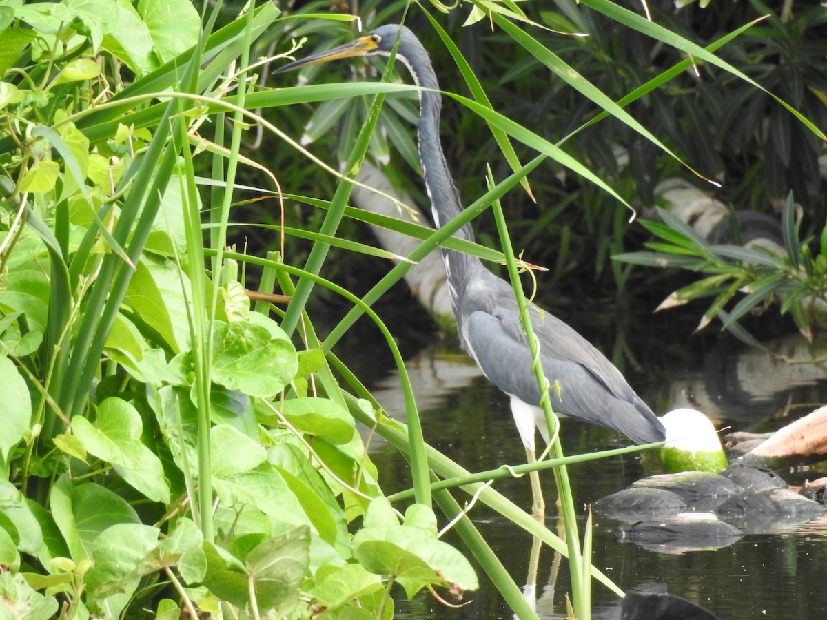 Tricolored Heron - ML646022703