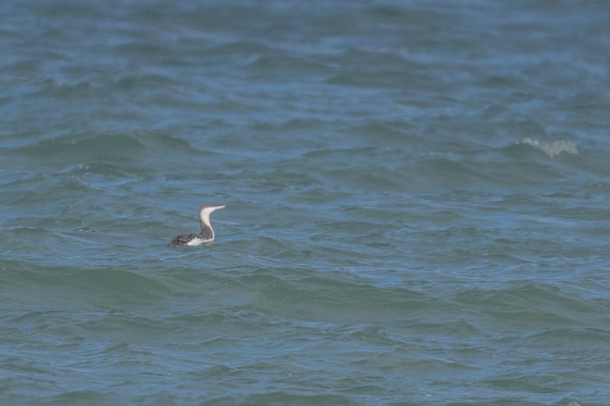 Red-throated Loon - ML646022704