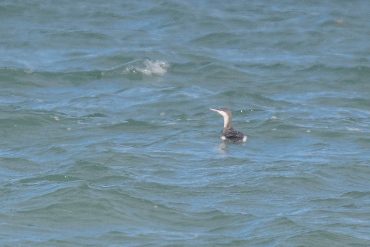 Red-throated Loon - ML646022705