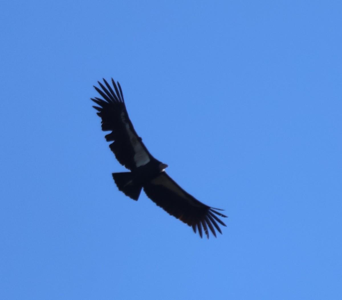 California Condor - ML646022707