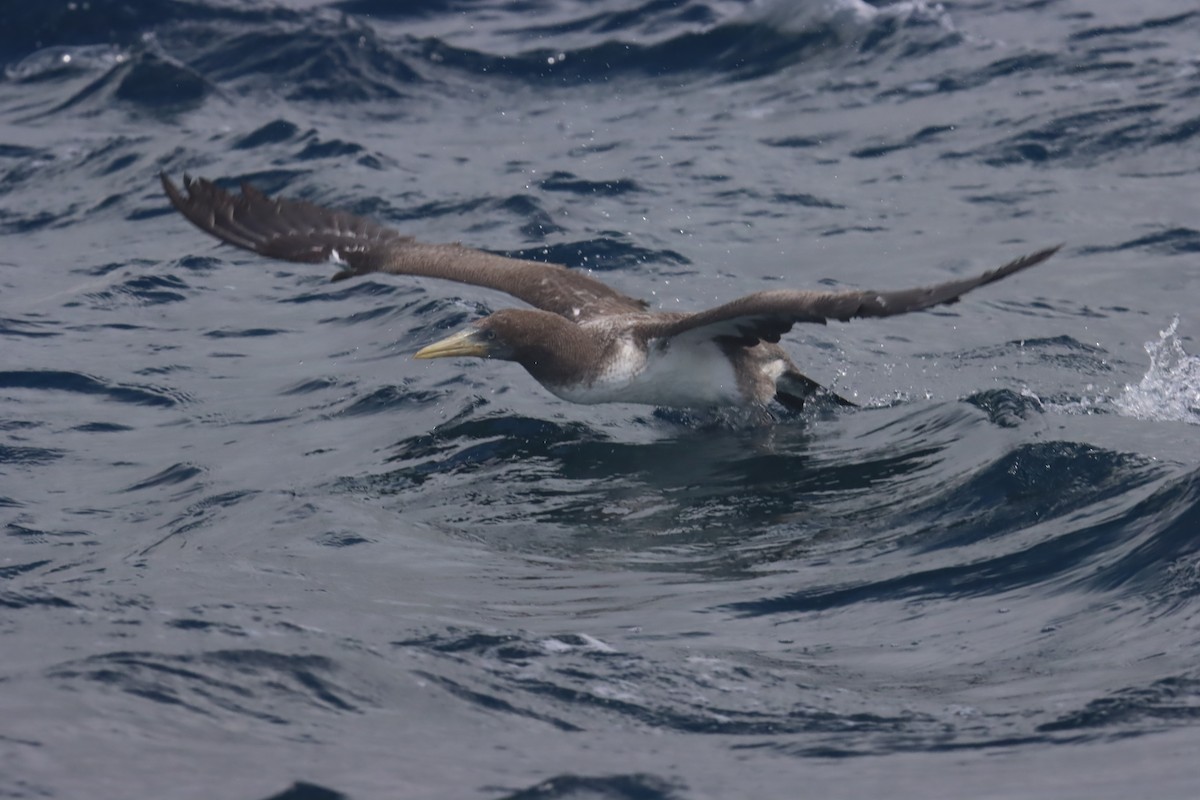 Nazca Booby - ML646022711