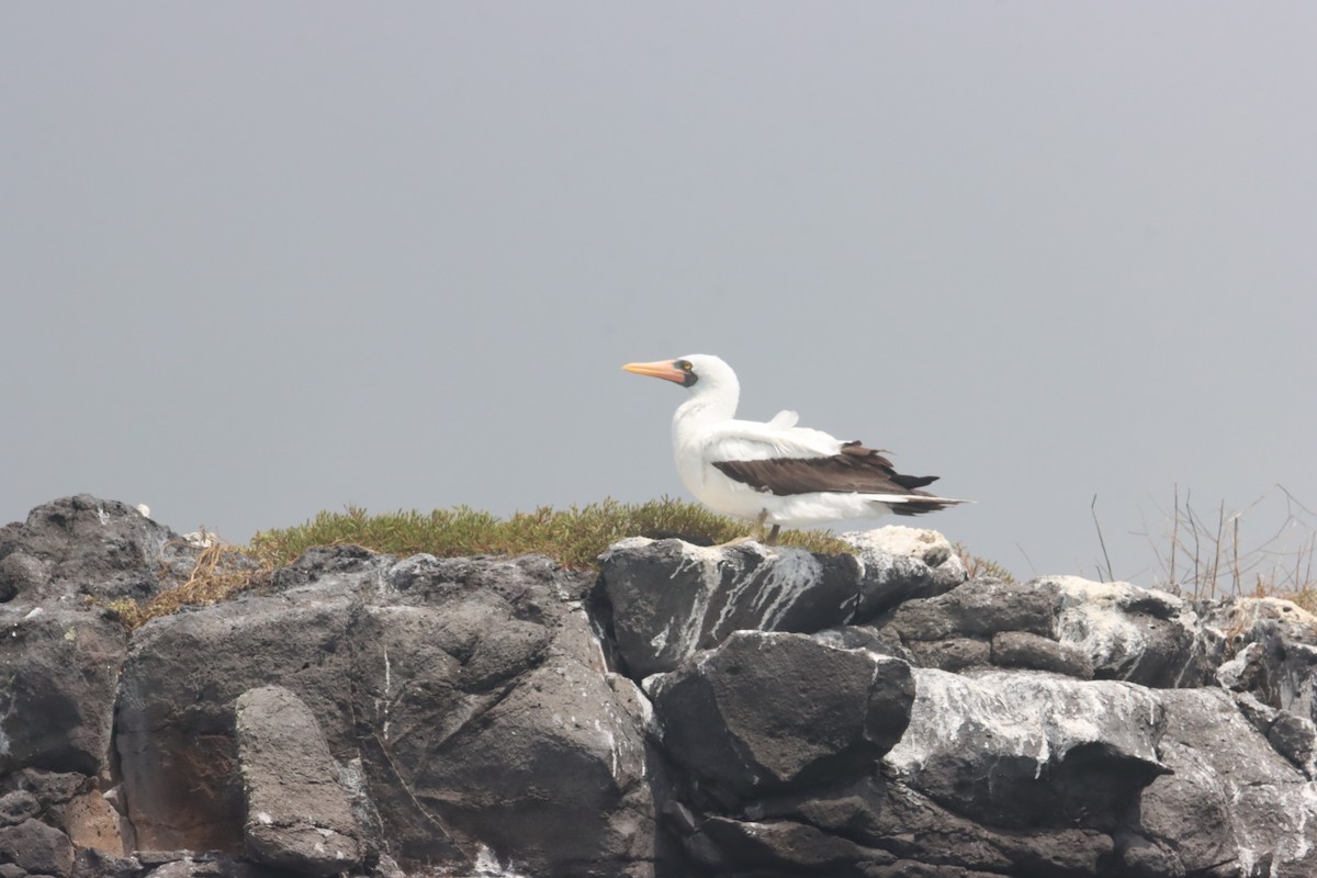 Nazca Booby - ML646022712