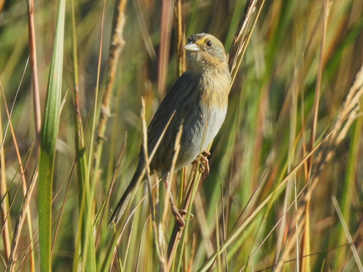 nålstjertspurv - ML646022717