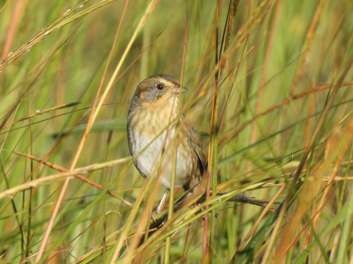 nålstjertspurv - ML646022718