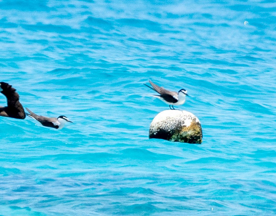 白眉燕鷗 - ML646022722