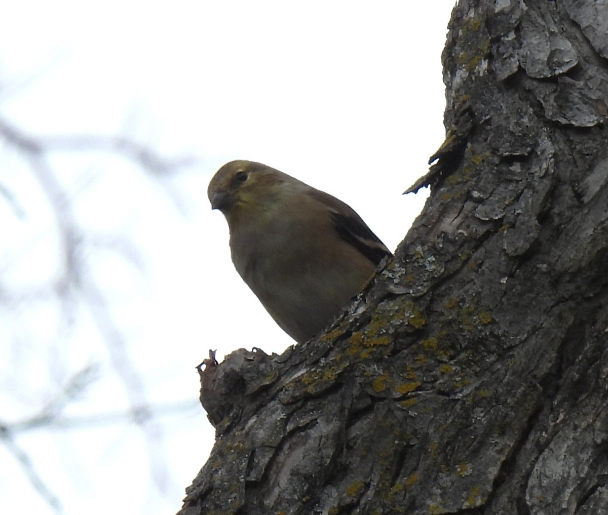 Altın İskete - ML646022723