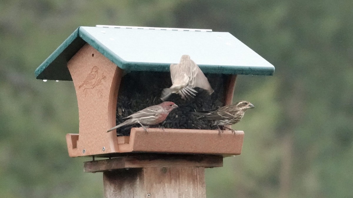 Чечевиця кармінова - ML646022724