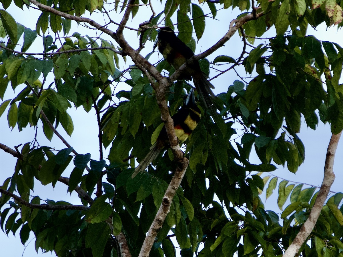 Many-banded Aracari - ML646022726