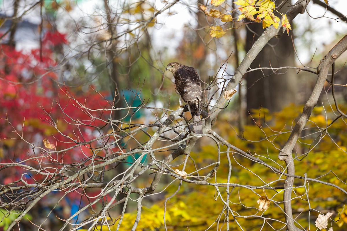 Cooper's Hawk - ML646022733