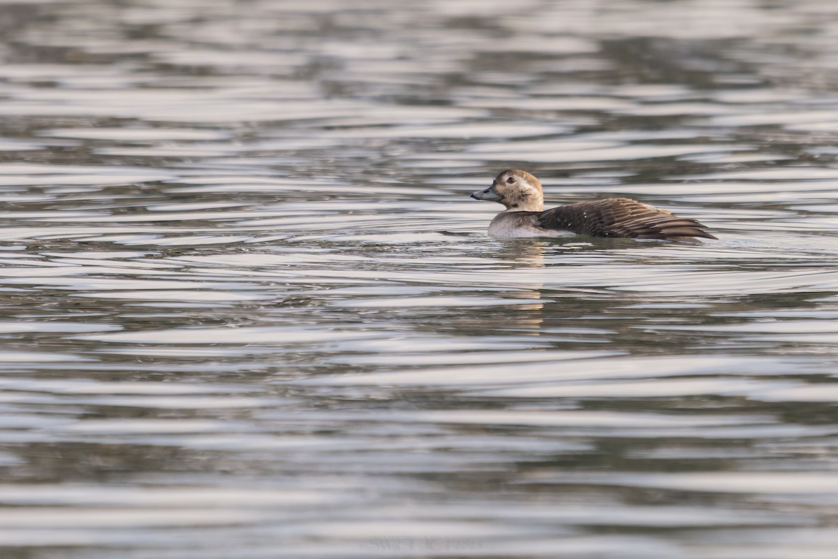 Izotz-ahatea - ML646022742