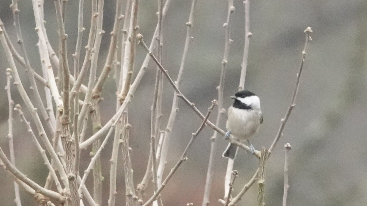 Каролинская гаичка - ML646022743