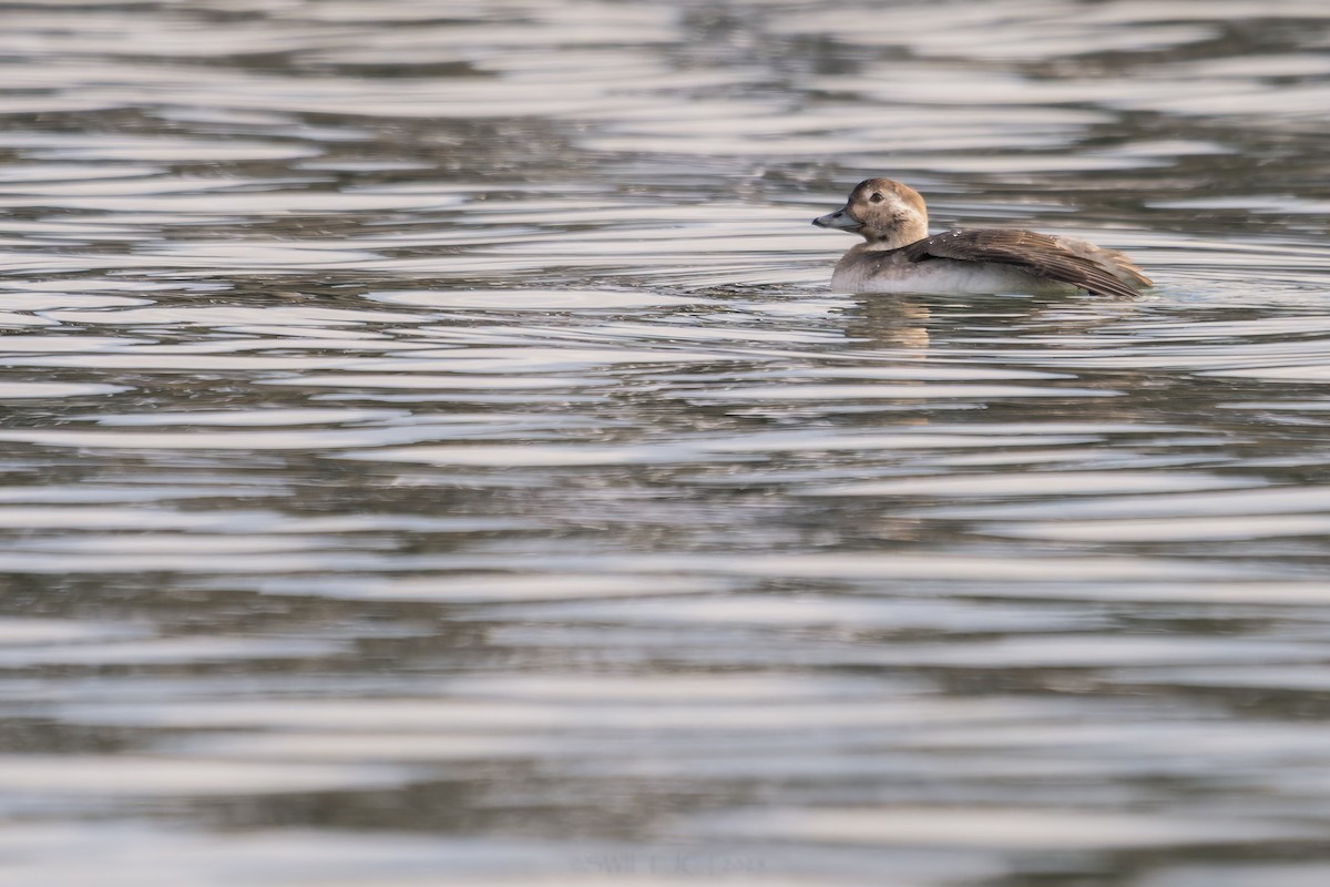 Izotz-ahatea - ML646022744