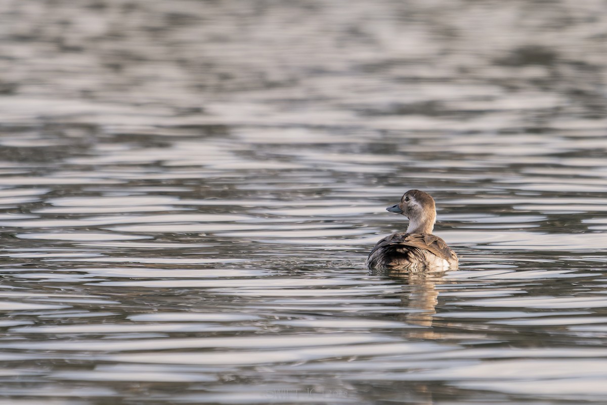 Izotz-ahatea - ML646022745