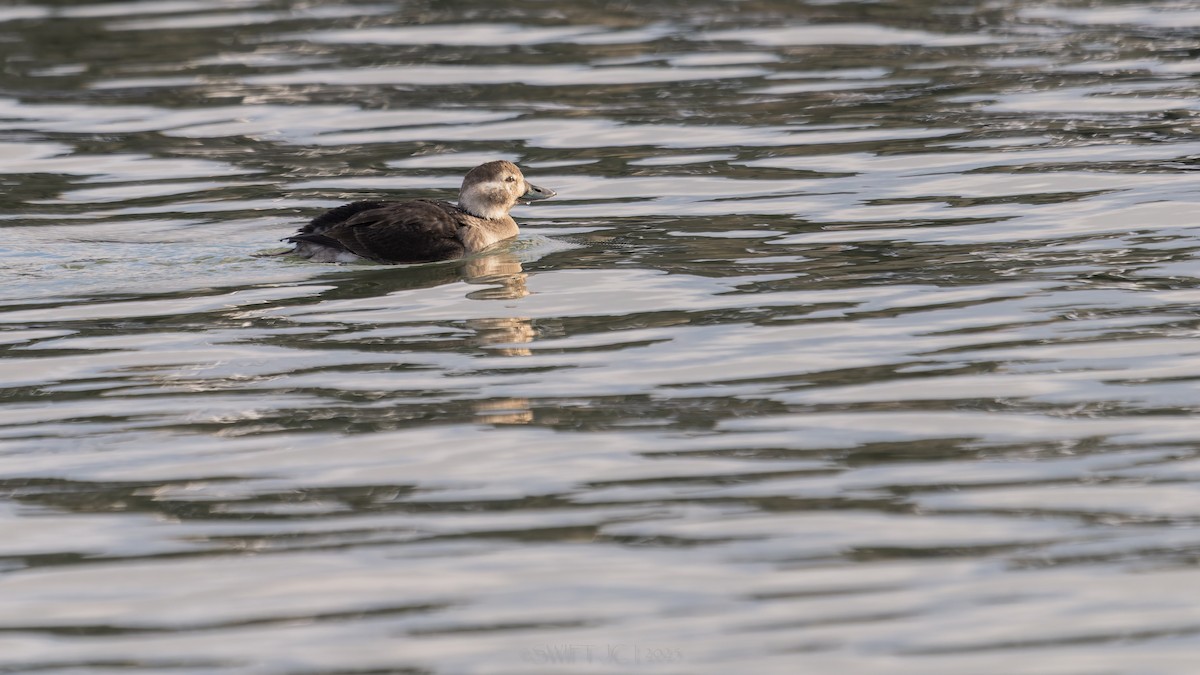 Izotz-ahatea - ML646022746