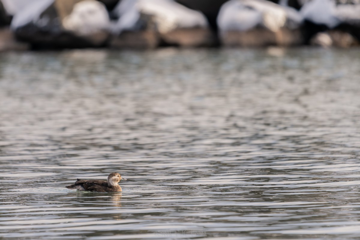 Izotz-ahatea - ML646022748