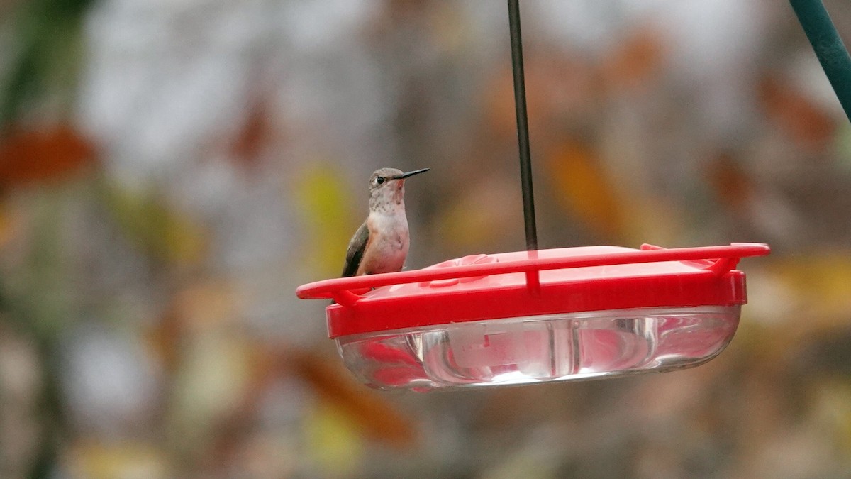 Колібрі-крихітка вогнистий - ML646022759