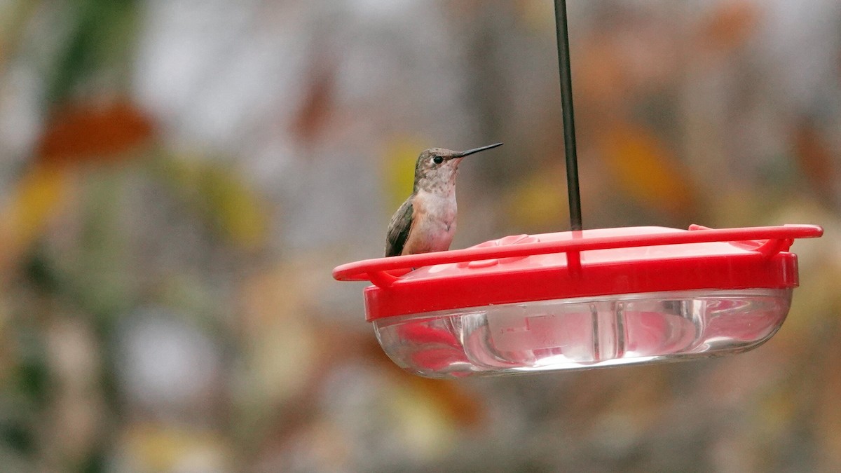 Колібрі-крихітка вогнистий - ML646022760