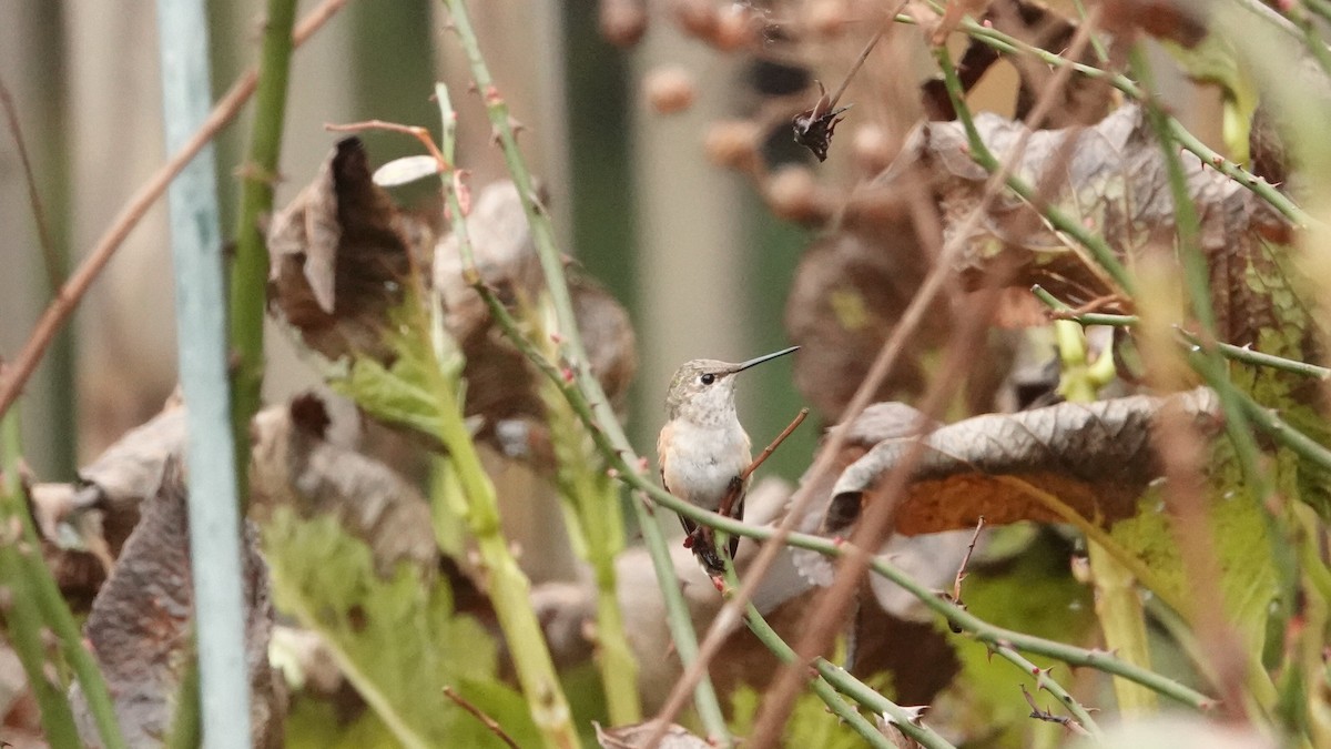 Колібрі-крихітка вогнистий - ML646022761