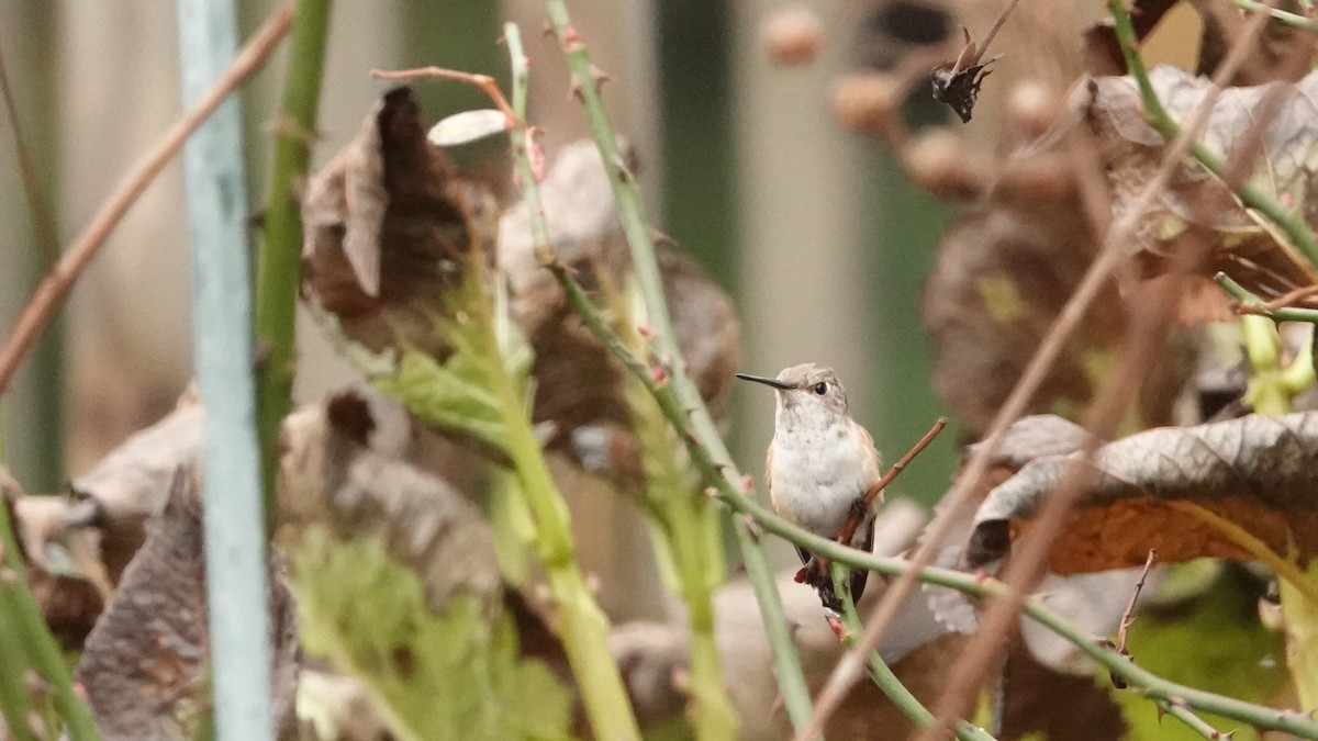 Колібрі-крихітка вогнистий - ML646022762