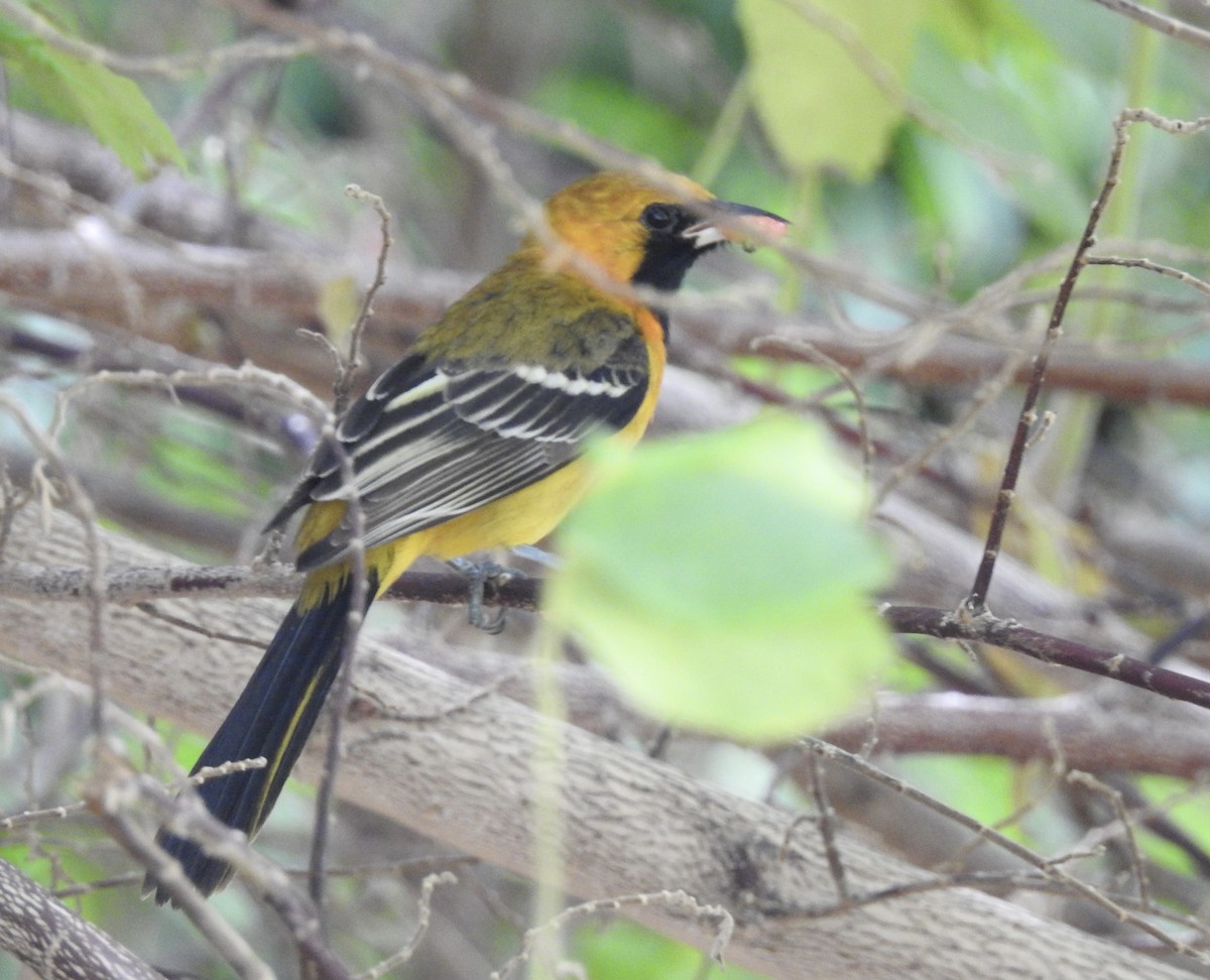 Hooded Oriole - ML646022766