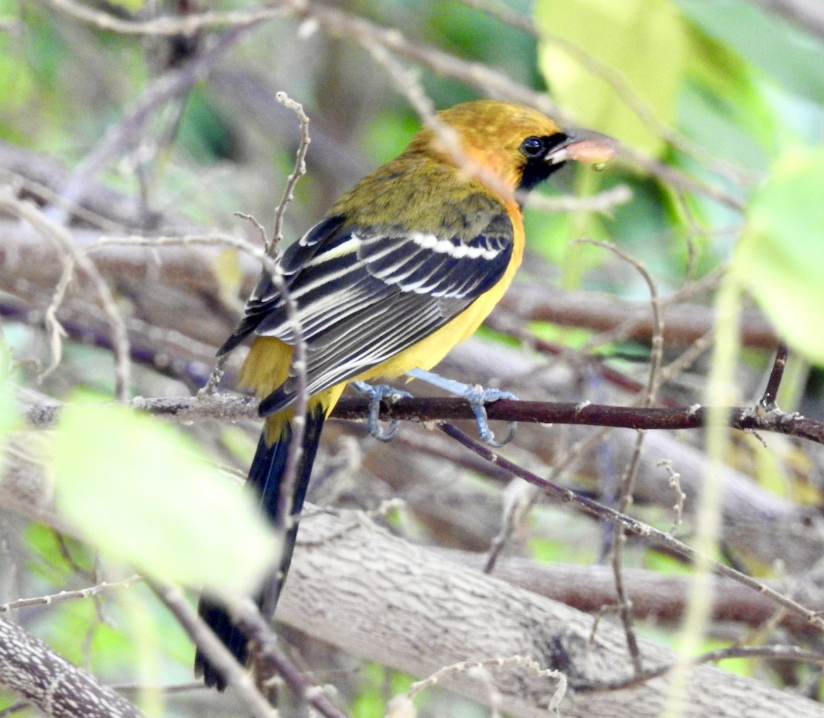Hooded Oriole - ML646022767