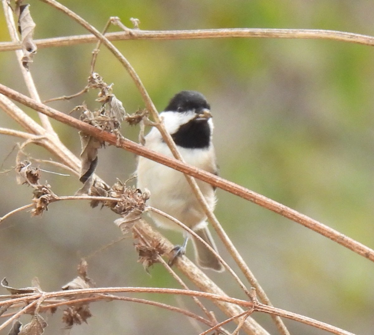 Каролинская гаичка - ML646022769