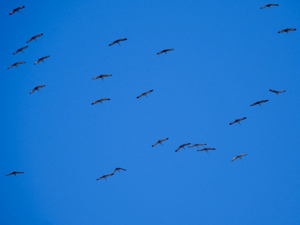Sandhill Crane - ML646022789