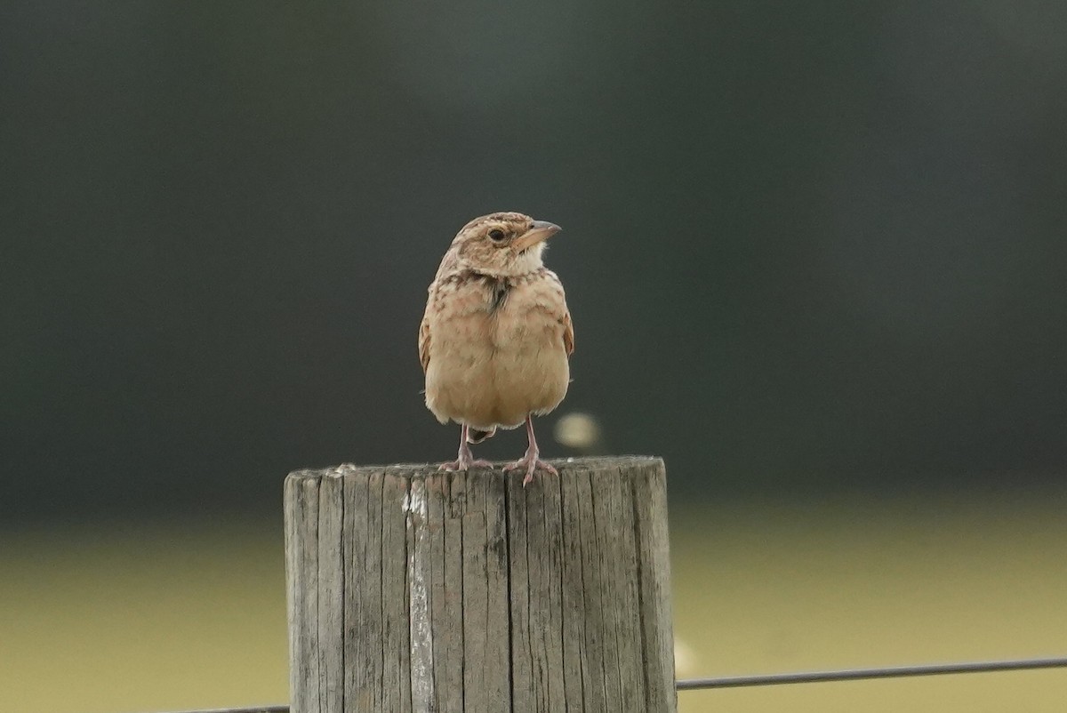 Singing Bushlark (Australasian) - ML646022790
