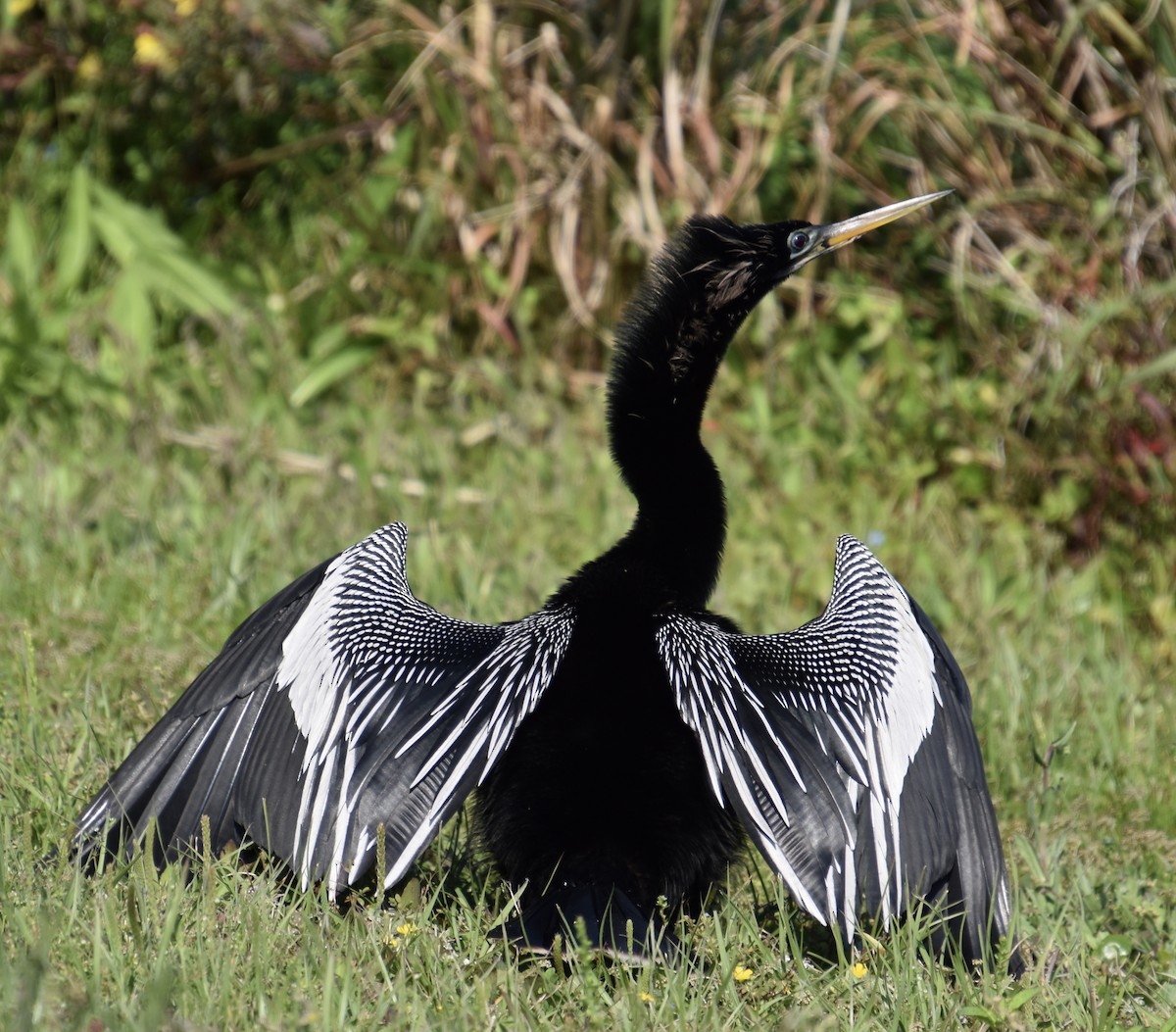 Anhinga - ML646022799