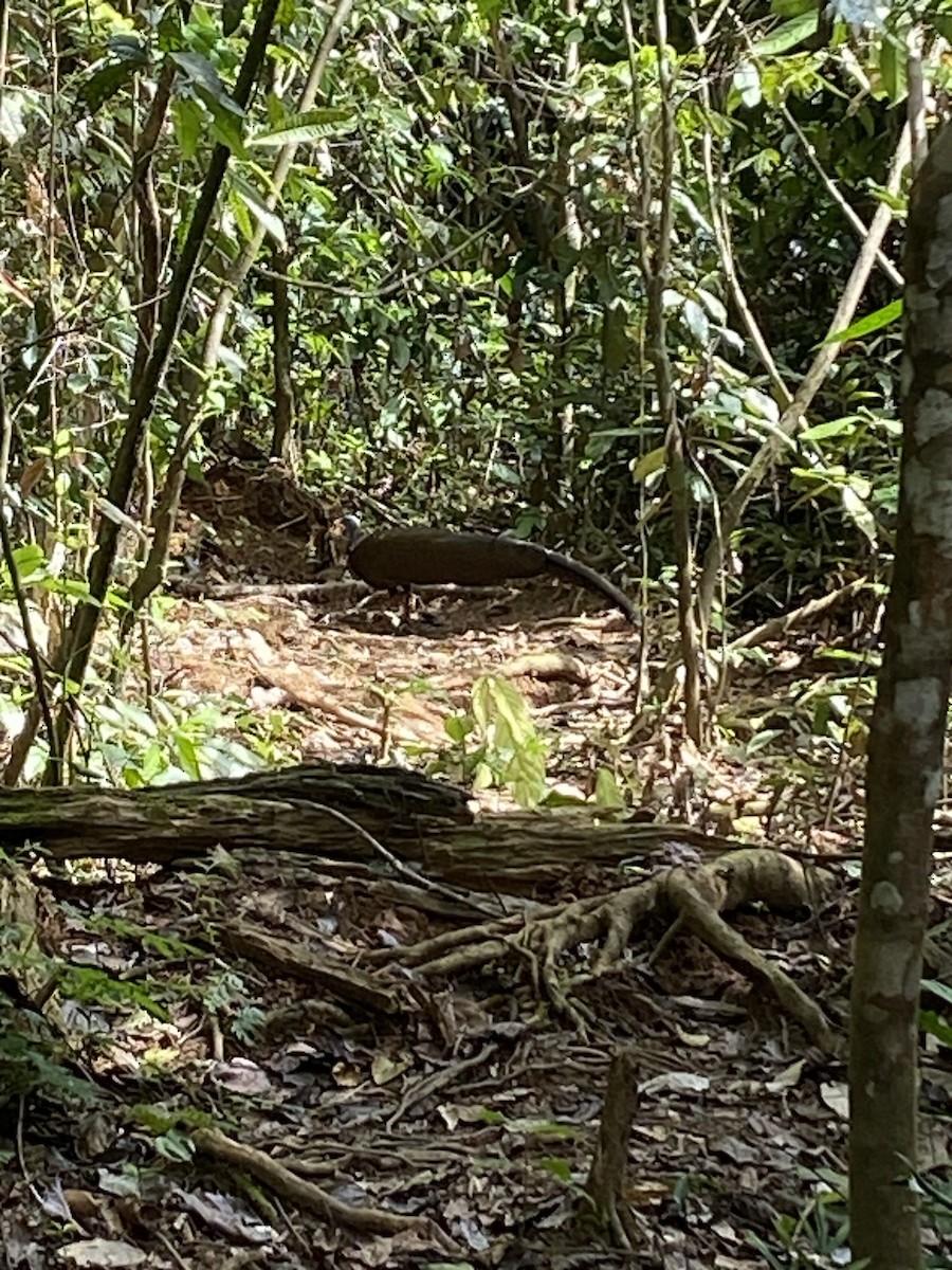 Great Argus - ML646022800