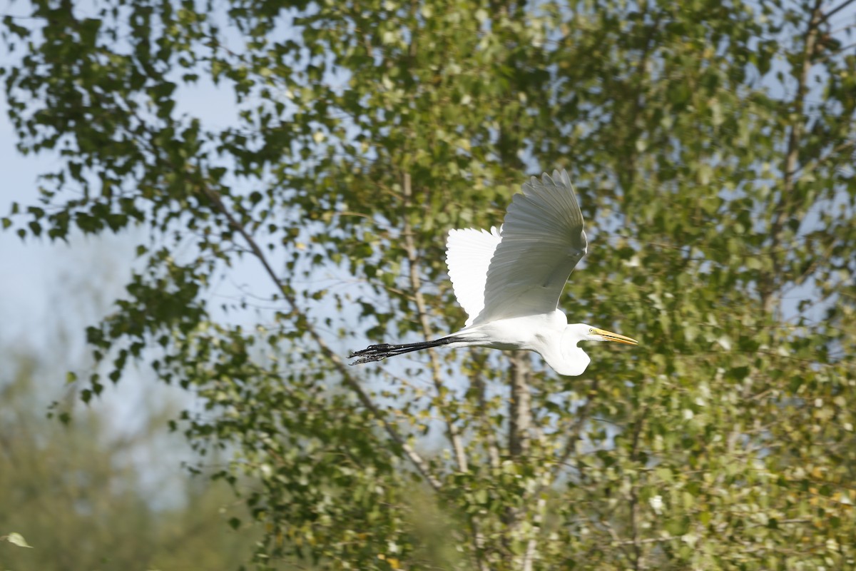 Garceta Grande (americana) - ML646022808