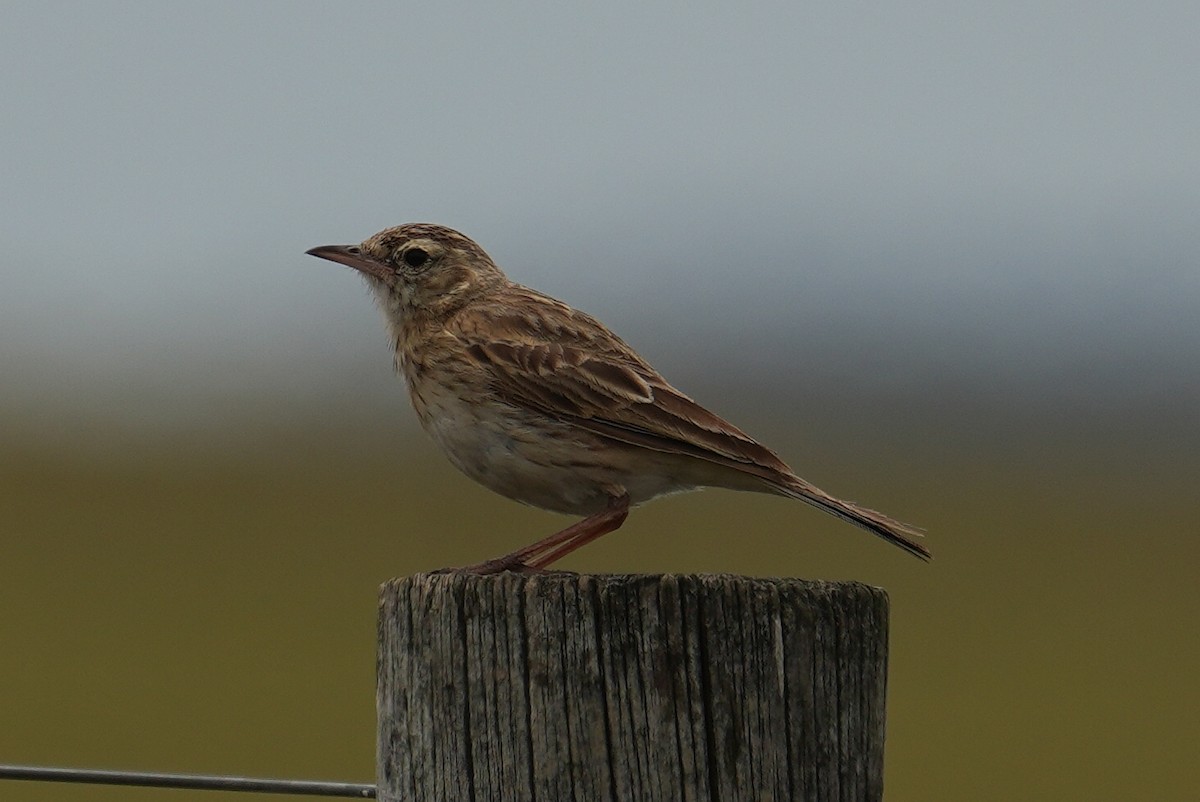 Bisbita Australiano - ML646022809