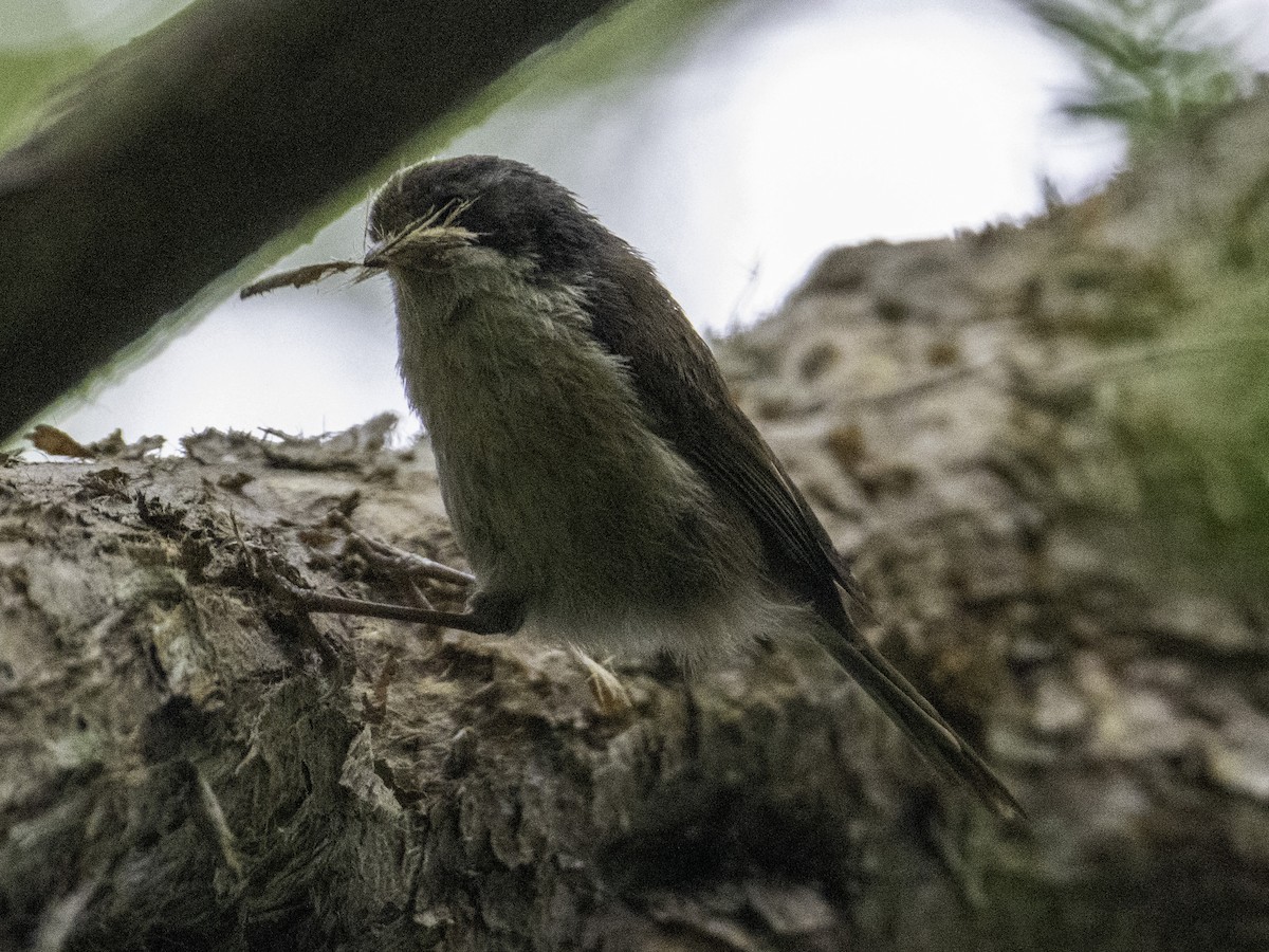 Pipipi - ML646022810