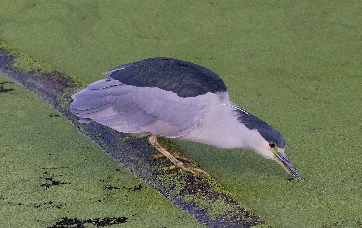 Nitticora - ML646022813