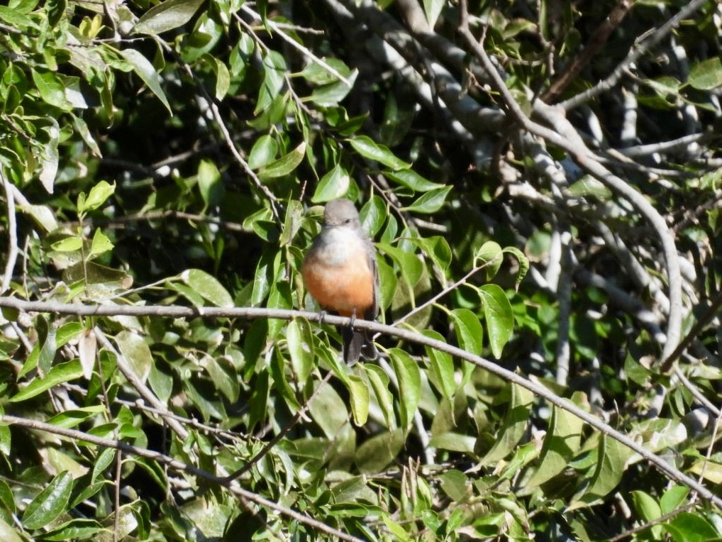 Vermilion Flycatcher - ML646022814