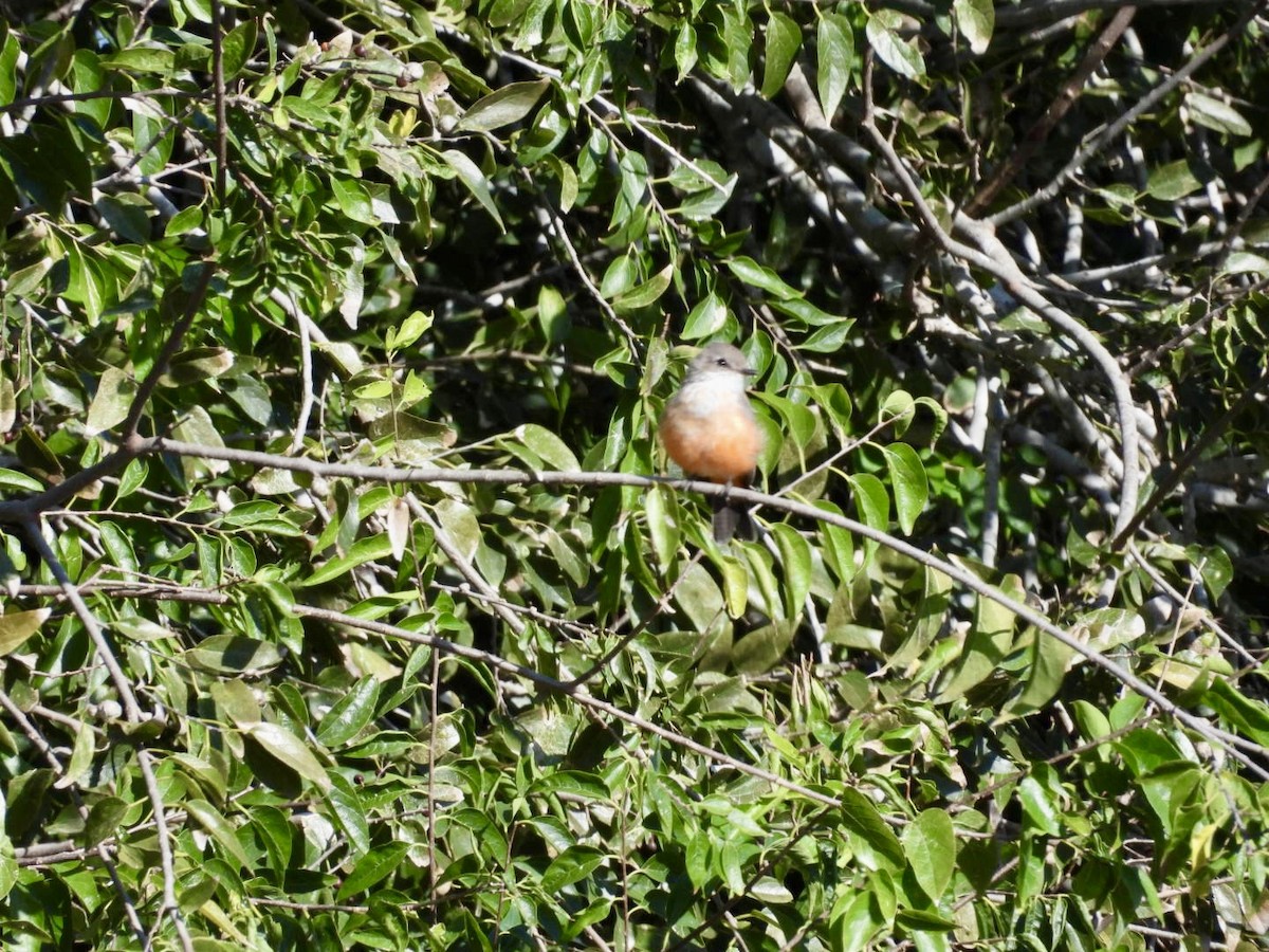 Vermilion Flycatcher - ML646022815