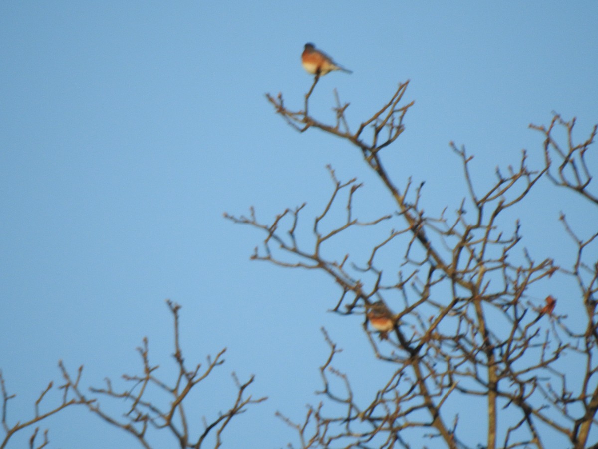Eastern Bluebird - ML646022830
