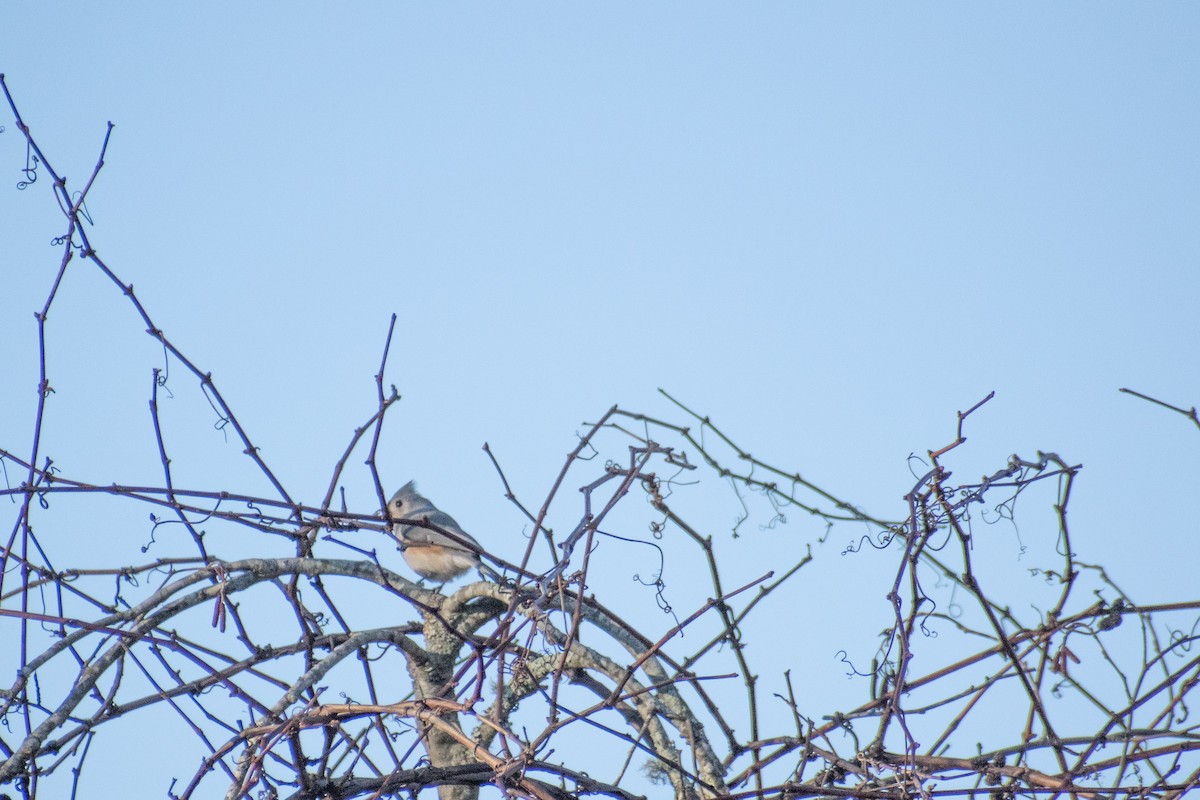 Tufted Titmouse - ML646022831