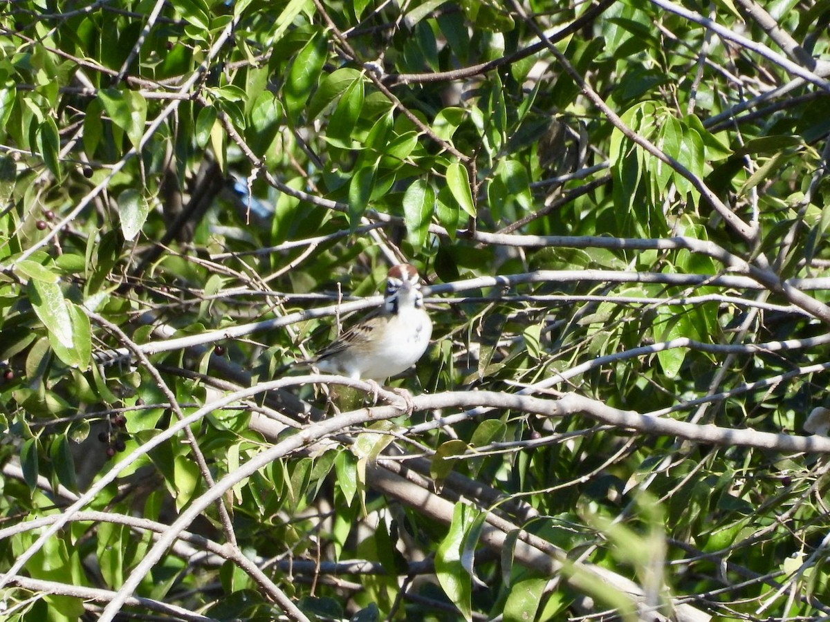 Lark Sparrow - ML646022833