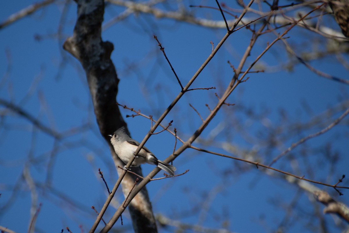 Tufted Titmouse - ML646022840