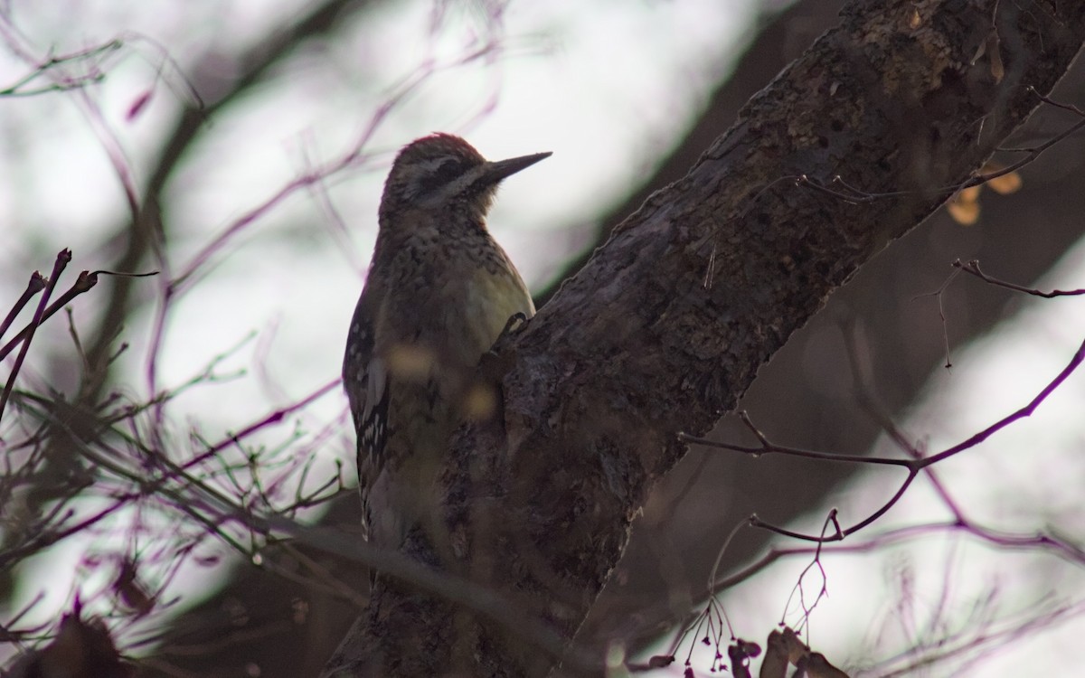 Дятел-смоктун жовточеревий - ML646022854