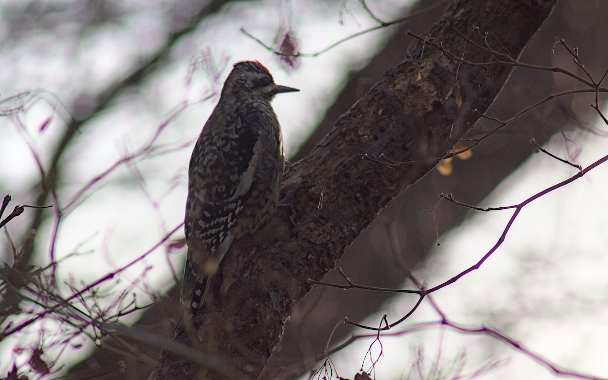 Дятел-смоктун жовточеревий - ML646022855