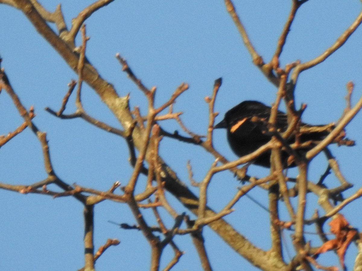 Red-winged Blackbird - ML646022864