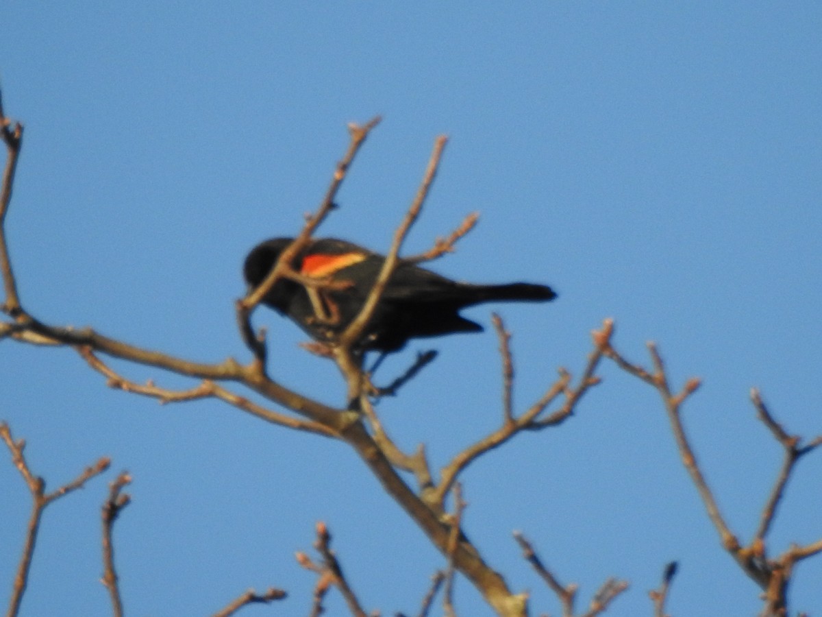Red-winged Blackbird - ML646022865